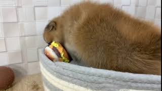 ハーフ犬の動画01