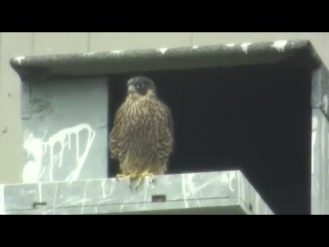 Allianz Umweltstiftung - Schutz des Wanderfalken in Bayern