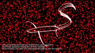 GETTING HIGH - Dipnoi Fish