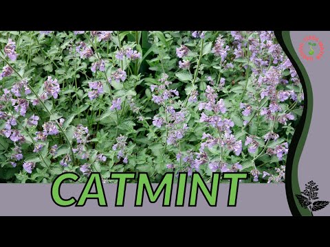 Catmint herb in 1 minute (Camint is not the same as Catnip!!!) (History, Growing, Nutrition)