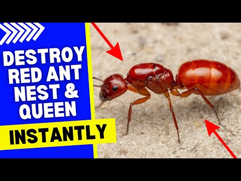 FASTEST Way to Destroy Red Ant Queen & Nest 🐜💥 Instant Results!