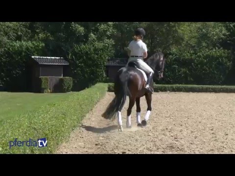Shoulder-in explained from the saddle | Britta Schöffmann