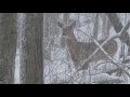 Whitetail Deer In Snowstorm W Soothing Music