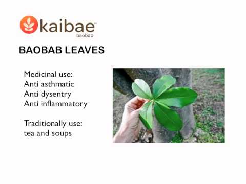 , title : 'Dr. Luc Maes: Kaibae—Baobab Tree'
