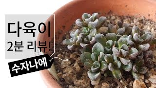 다육이 2분 리뷰! 수자나에(크라슐라 속) 특징과 키우기 succulent 175화 #해맑은TV