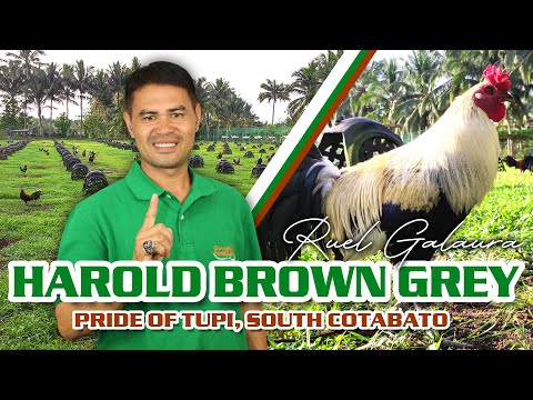 HAROLD BROWN GREY - BLACK GHOST GF