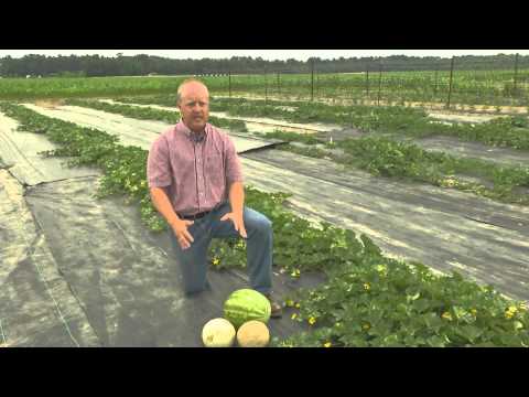 Growing Melons - From the Ground Up