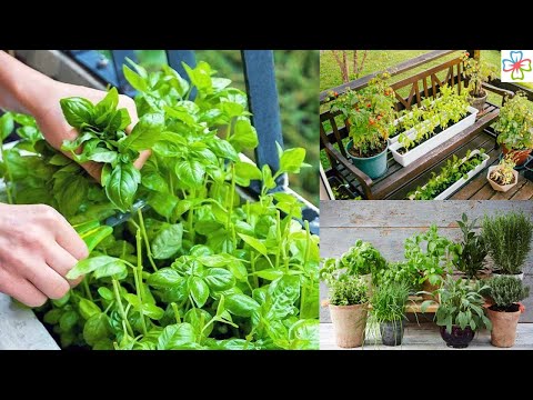 2-Minutes Practical Tips for Starting a Balcony Herb Garden