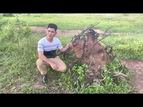 Thể hiện bởi Trương Trọng Thanh