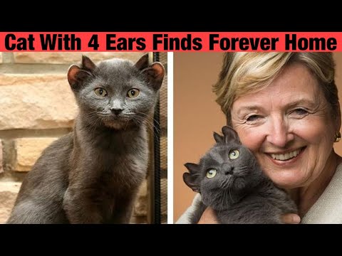 Cat With 4 Ears Finds Forever Home After Being Rejected By Everyone Else