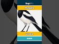 magpie - urraca video thumbnail