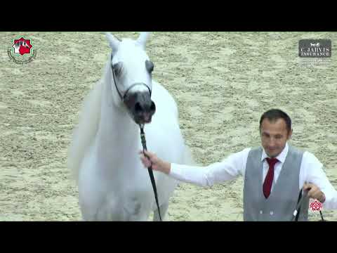 N 263 E S  PRINCE   Sharjah International Arabian Horse Festival 2023   Stallions 7 to 9 Yrs  Old Cl