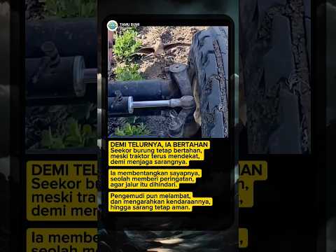 Induk Burung Menghentikan Traktor