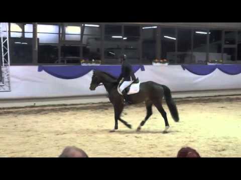 Bellini Royal Hengstschau 2015