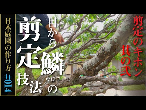 翡翠の木の剪定方法は？簡単なビデオチュートリアル + トップメンテナンスのヒント  庭園