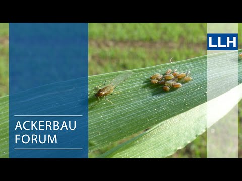 Ackerbauforum - Strategien gegen Getreidevirosen