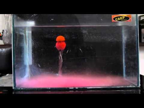 naboostrovane boilie colors atrakt original CARP SECRET