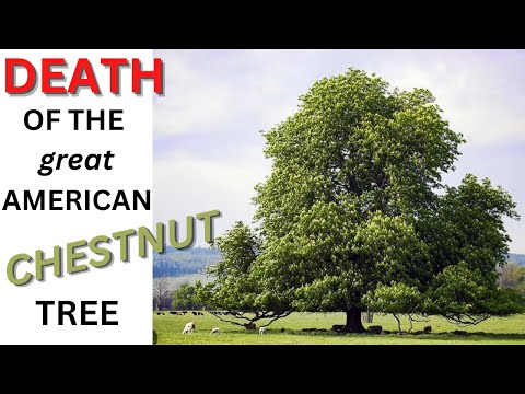 Did toxic chemicals cause the death of the chestnut tree?
