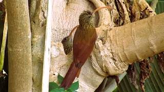 arapaçu de bico curvo (Campylorhamphus probatus)