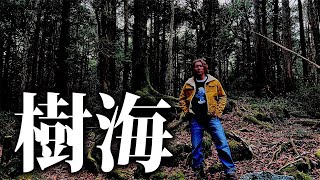 この動画を見てこの木　 のように力をもらえた気がするジョーはやっぱ抜ける👍（神動画を出してるから） - 【閲覧注意】これが「富士の樹海」の本当の姿です。