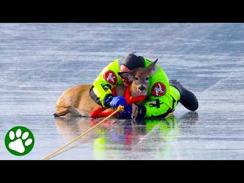 Deer Trusts Firefighter After Calming Embrace 🥹