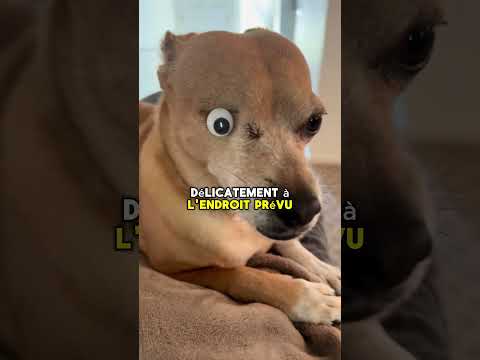 Ce Chien Choisit Son Œil Chaque Jour 🐶❤️