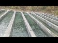 Rainbow Trout (ट्राउट) fish Farming in Uttarakhand Rudraprayag Becoming a Major Source of Employment