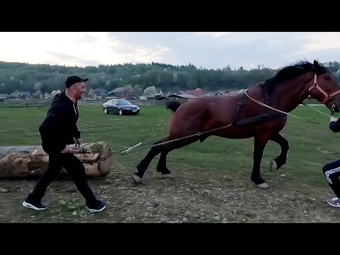 Cai probe de tracțiune cu calul lui Doru de la Voitinel 2022