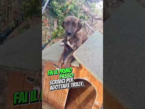 Regalo Trilly splendida giovanotta simil Segugio 