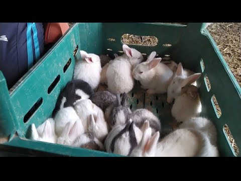 , title : 'tavşan çiftliğimizden yavru sayımı ve sevkiyatı'
