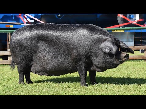 , title : 'Raza de cerdo Large Black. La única raza en los Récord Guinness por parir 26 camadas'