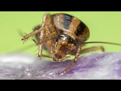 TechTalk: All About Cockroaches