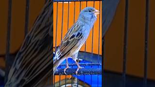 Download lagu Cuit cuit ngerol #kenarigacor #birds #shorts #canary #kanaria #kenarimania #kenariindonesia mp3 Download lagu Cuit cuit ngerol #kenarigacor #birds #shorts #canary #kanaria #kenarimania #kenariindonesia mp3