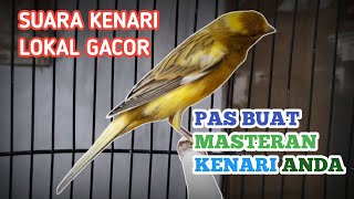 Download lagu KENARI LOKAL PASTI LANGSUNG NYAUT DENGER SUARA PANCINGAN KENARI GACOR SATU INI mp3