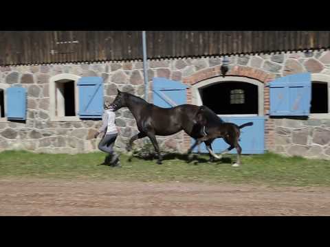 Oldenburger Stutfohlen von Dodo Weihgand