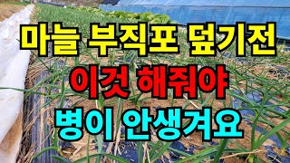 마늘 월동작업 꼭 해야할 일 2가지 / 부직포덮기와  잎집썩음병 예방