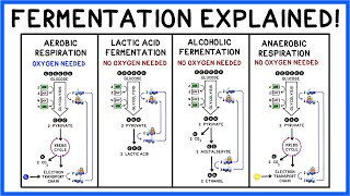 Fermentation: Lactic Acid, Alcohol & Glycolysis