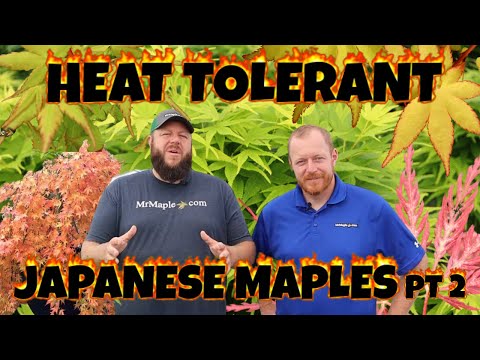Heat Tolerant Japanese Maples ~ Part 2