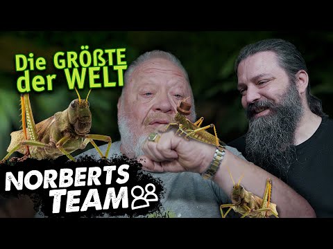 GRÖßTE HEUSCHRECKE DER WELT | NORBERTS TEAM | Zoo Zajac