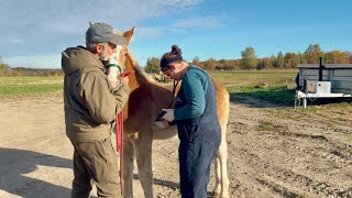 Belle has colic....    #855