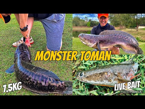 Huli kong Dalag Kinain ng Toman | Live Bait | Toman Fishing | 7.5kg Giant Snakehead