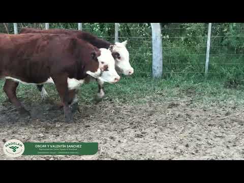 AGROVASCO _ 50 NOV_VAQ (25m + 25h) en CARLOS TEJEDOR, BUENOS AIRES (1) 16-02-2026