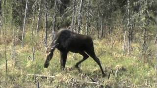 preview picture of video 'Moose in Algonquin Park'