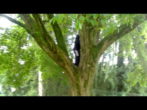 comment monter au arbre