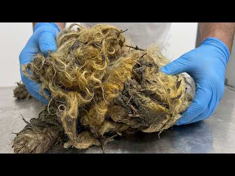 This Dog Suffered in Silence…