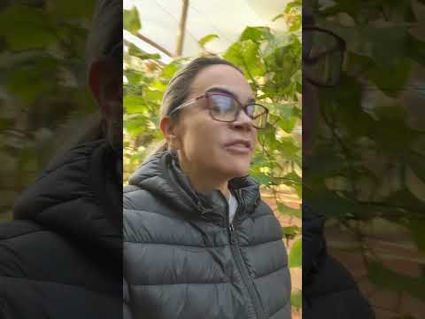 Fomos visitar a cidade de Borborema São Paulo! Na estufa com a Família Campos: pepinos 🥒