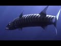 Marlin Tries To Tell Off Barracuda Gone Wrong