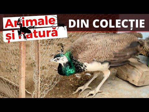 Pasarile domestice din curtea vecinului