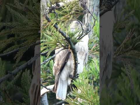 ゲラノスピザ・カエルレセンス