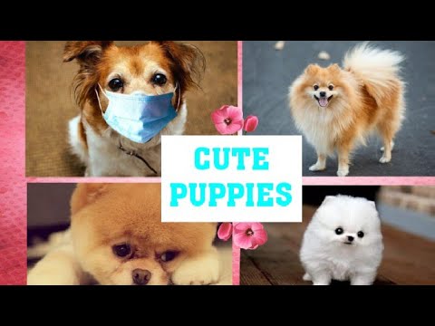 So Cute Puppies A Short film By l Yaksha TV